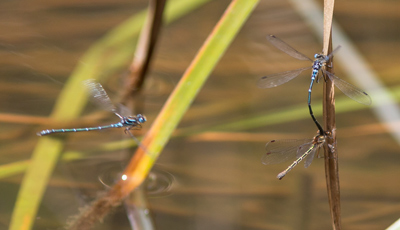 Austrolestes psyche